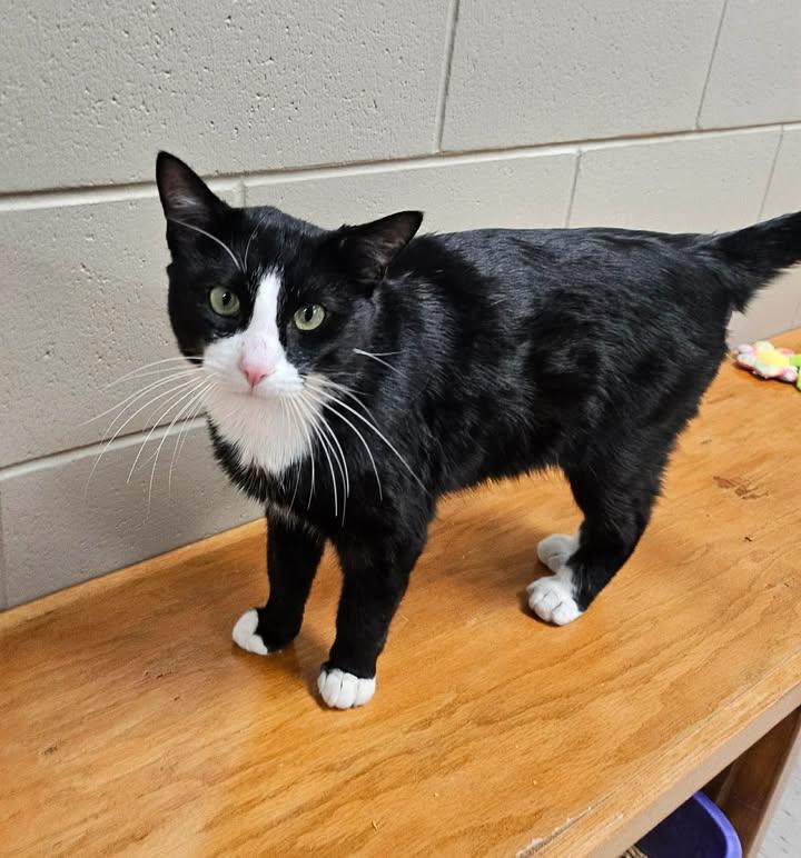Starry , a ADOPTABLE Domestic Short Hair in Fayetteville, AR image 5/5