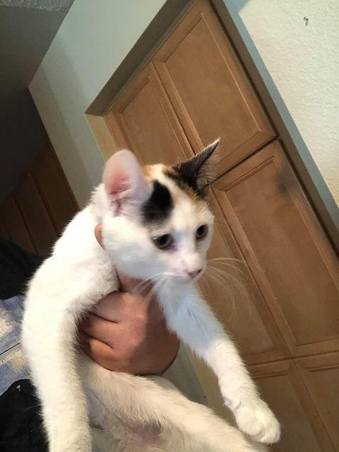 Arwen Clover, Adopted, Young Female Calico & Domestic Short Hair.
