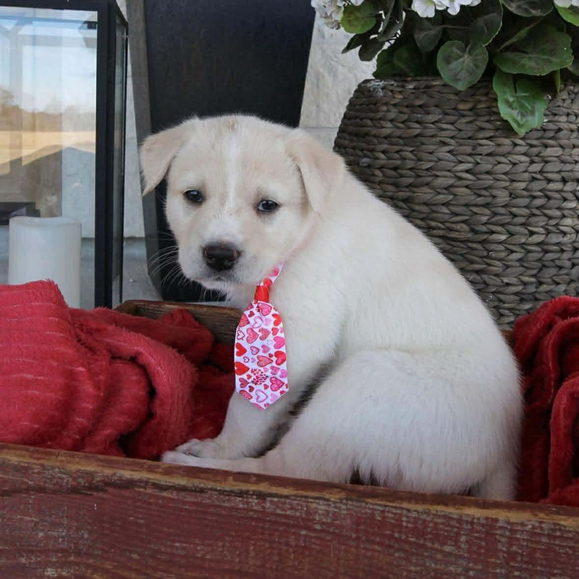 Enlarge Kiwi, a Adoptable mixed breed in Bryan, TX image 1/1