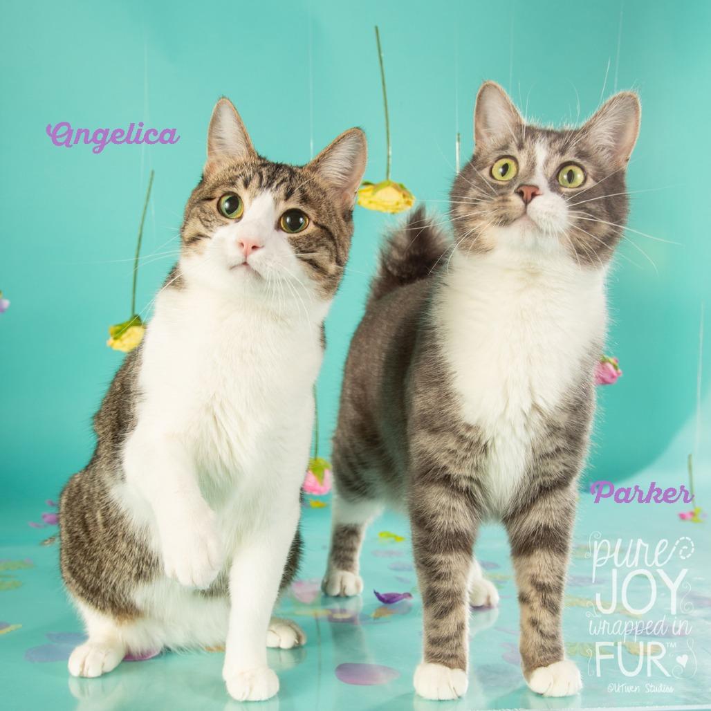 Angelica, Adoptable, Adult Female Domestic Short Hair.