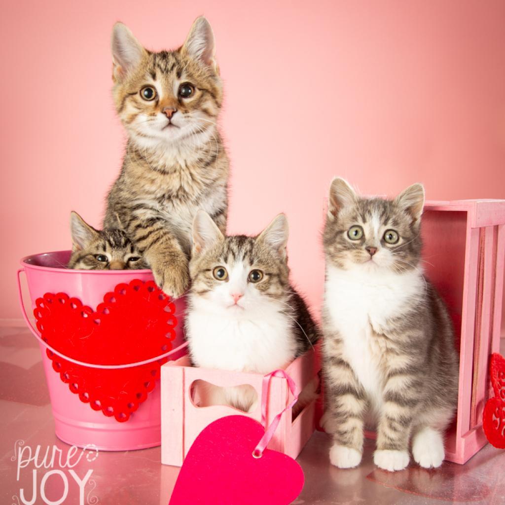 Angelica, a Adoptable Domestic Short Hair in Springfield, MO image 2/5