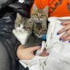 Angelica, a Adoptable Domestic Short Hair in Springfield, MO image 3/5