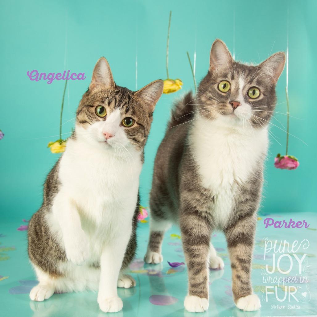 Angelica, a Adoptable Domestic Short Hair in Springfield, MO image 4/5