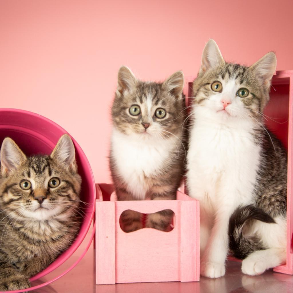 Angelica, a Adoptable Domestic Short Hair in Springfield, MO image 5/5
