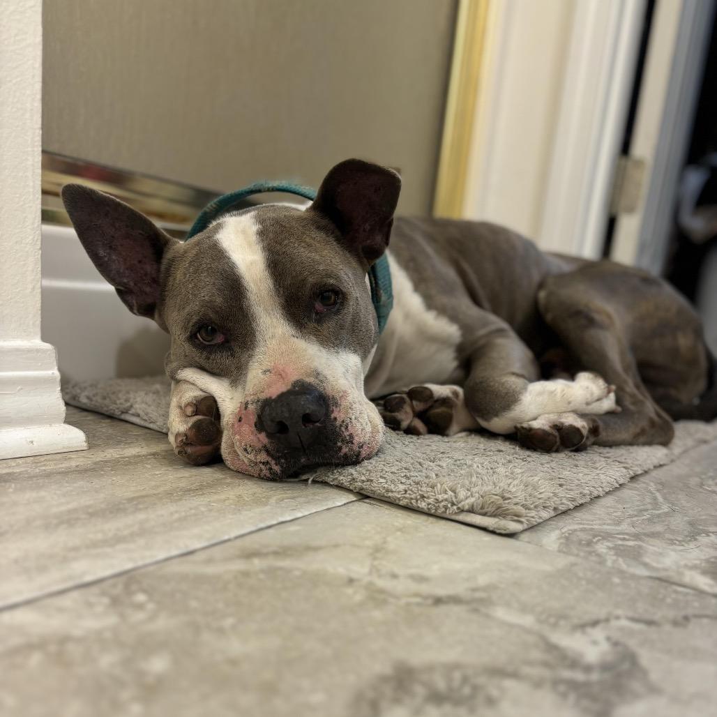 Enlarge George (Reduced Rover), a Adoptable mixed breed in New Orleans, LA image 1/5