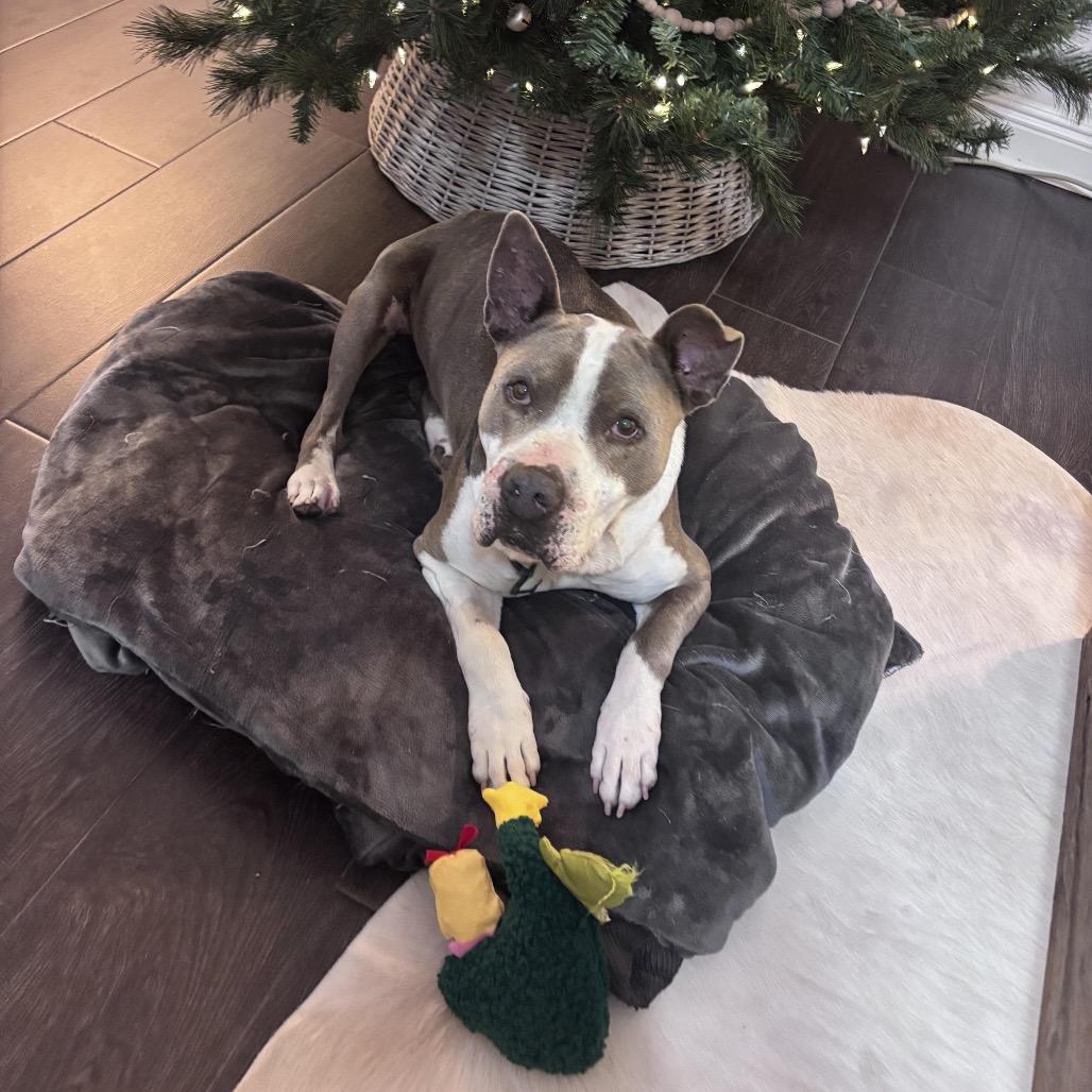 Enlarge George (Reduced Rover), a Adoptable mixed breed in New Orleans, LA image 3/5