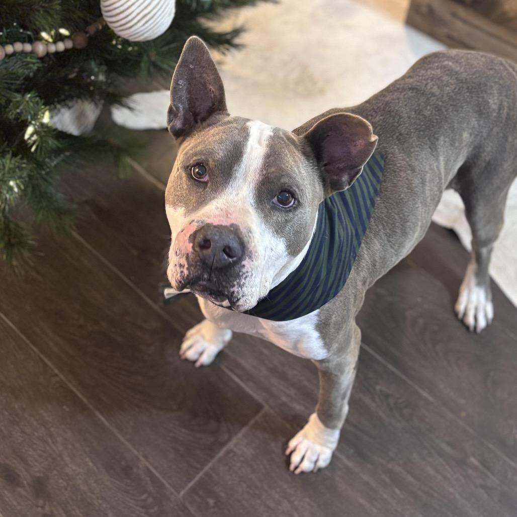 Enlarge George (Reduced Rover), a Adoptable mixed breed in New Orleans, LA image 4/5