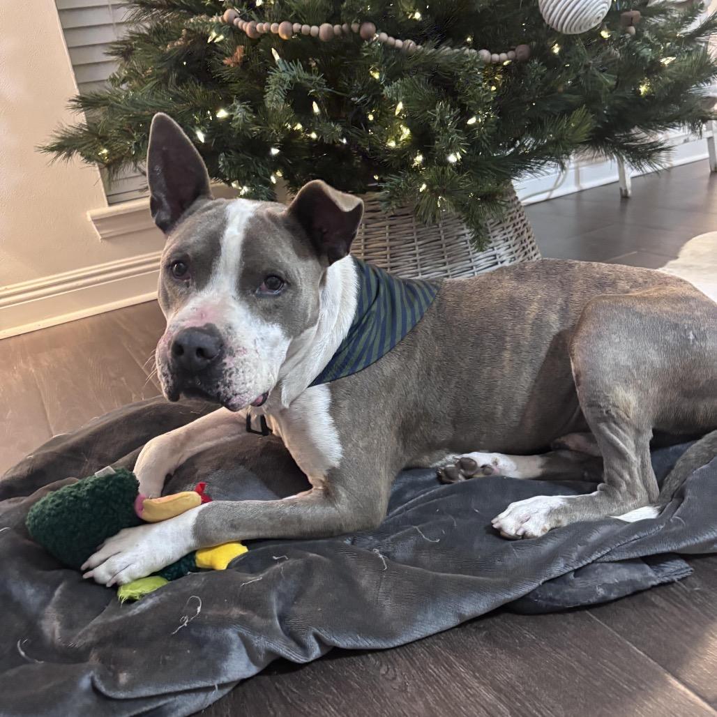 Enlarge George (Reduced Rover), a Adoptable mixed breed in New Orleans, LA image 5/5