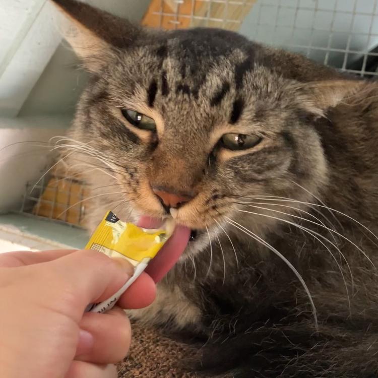 Fate, Adoptable, Adult Male Domestic Medium Hair.