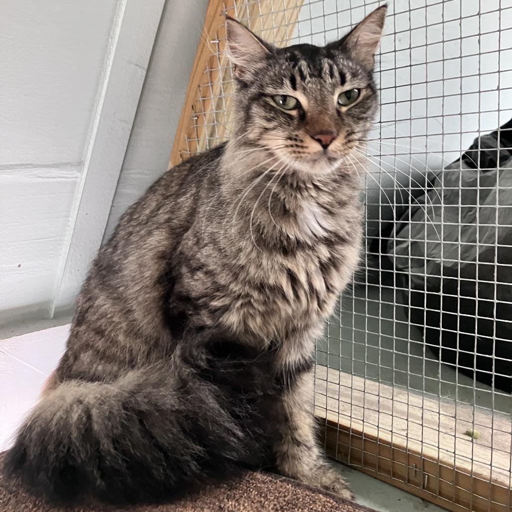Enlarge Fate, a Adoptable Domestic Medium Hair in Freeport, FL image 2/4