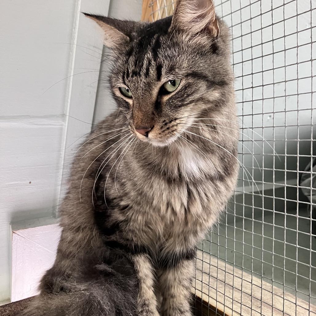 Enlarge Fate, a Adoptable Domestic Medium Hair in Freeport, FL image 3/4