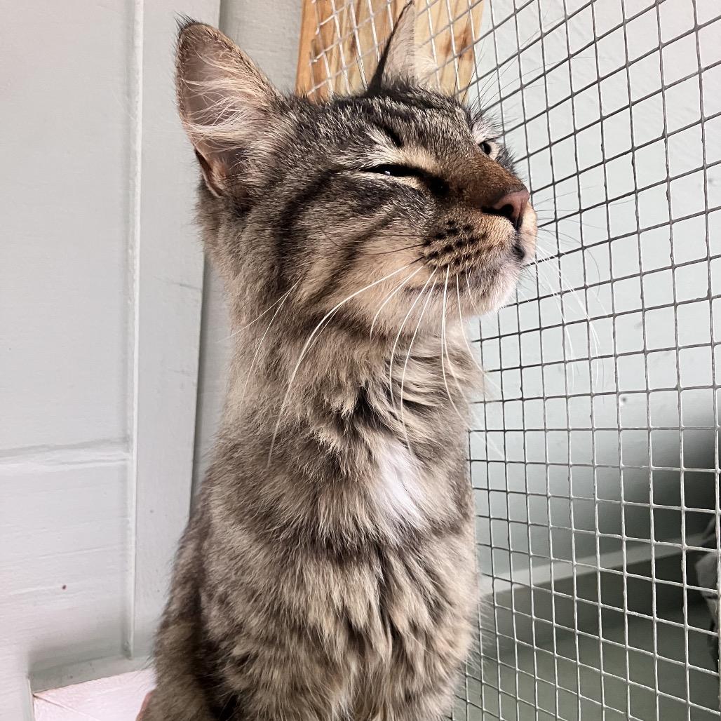 Enlarge Fate, a Adoptable Domestic Medium Hair in Freeport, FL image 4/4