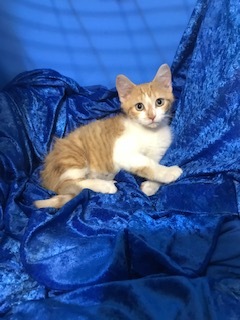 Ari, Adoptable, Kitten Female Maine Coon & Domestic Medium Hair.