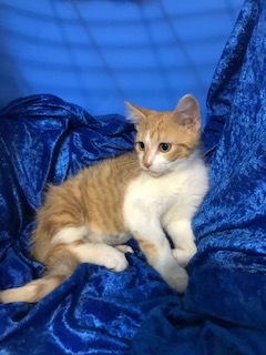 Ari, a Adoptable mixed breed in Gainesville, FL image 2/6