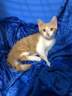 Ari, a Adoptable mixed breed in Gainesville, FL image 3/6