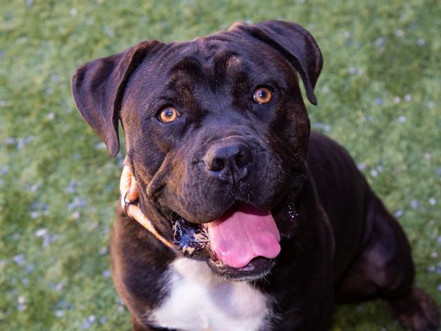 CANNOLI, Adoptable, Young Male Mastiff & Pit Bull Terrier.