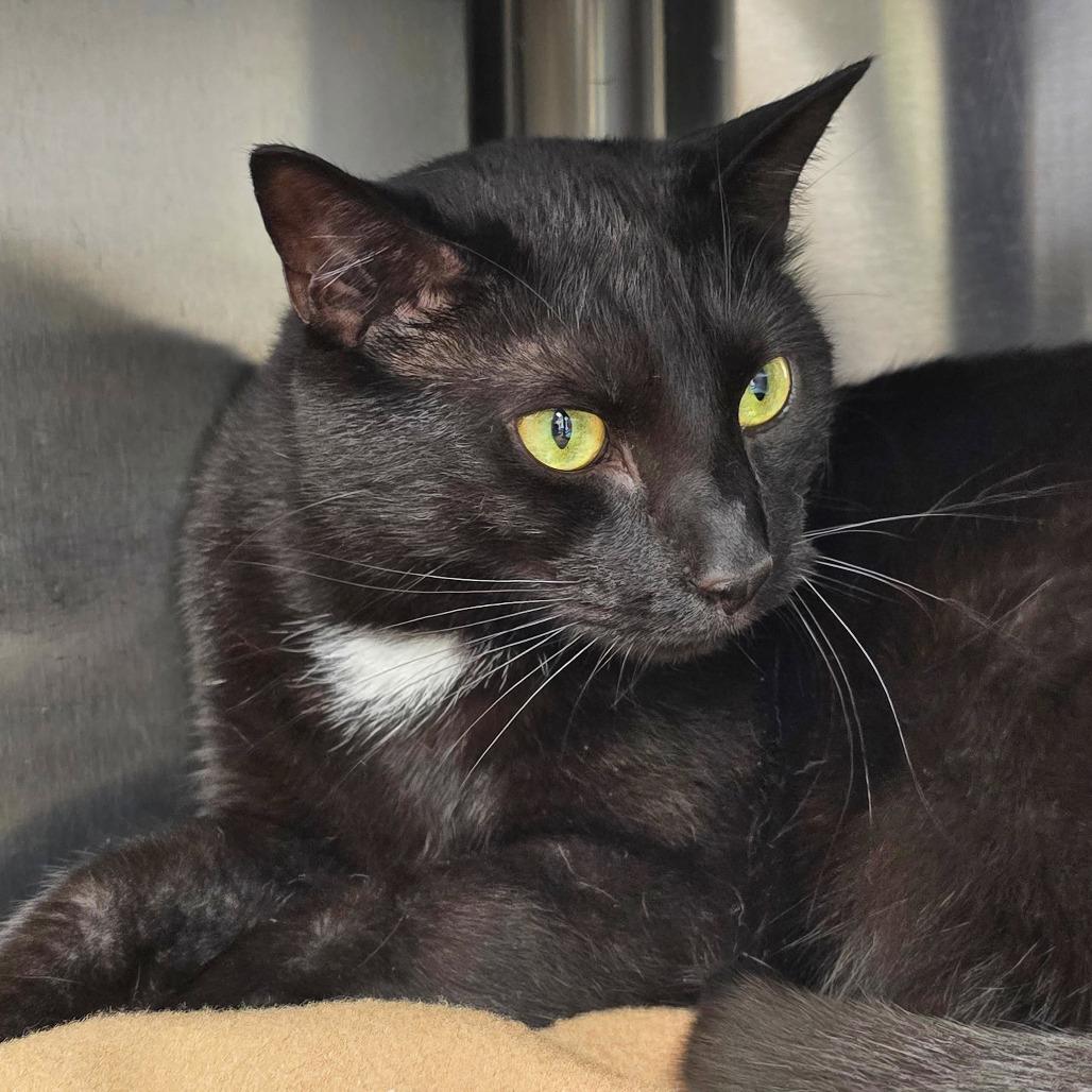 Batman, Adoptable, Adult Male Domestic Short Hair.
