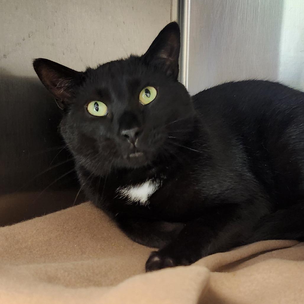 Batman, Adoptable, Adult Male Domestic Short Hair.