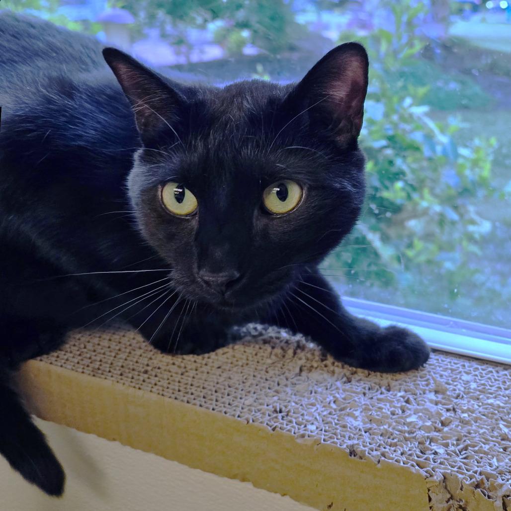 Batman, a Adoptable Domestic Short Hair in Columbia Station, OH image 3/5