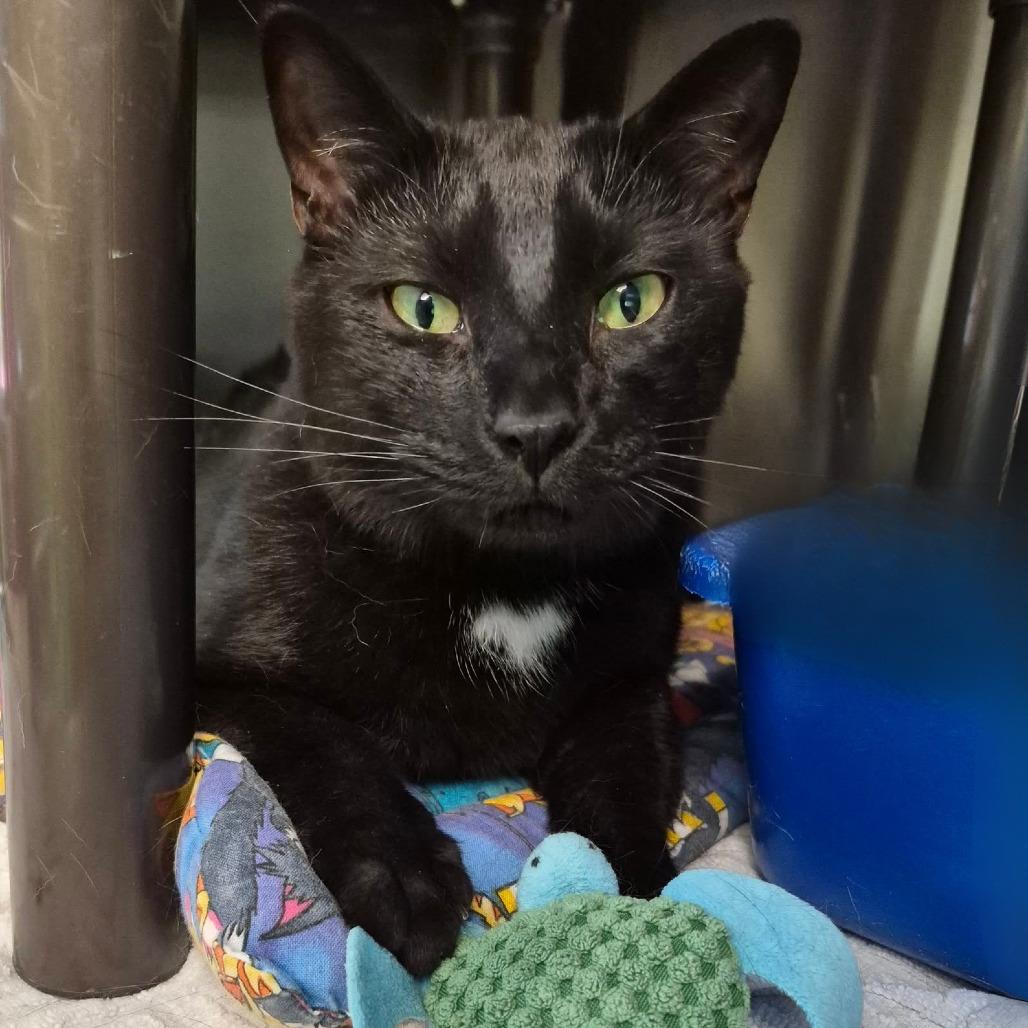 Batman, a Adoptable Domestic Short Hair in Columbia Station, OH image 4/5