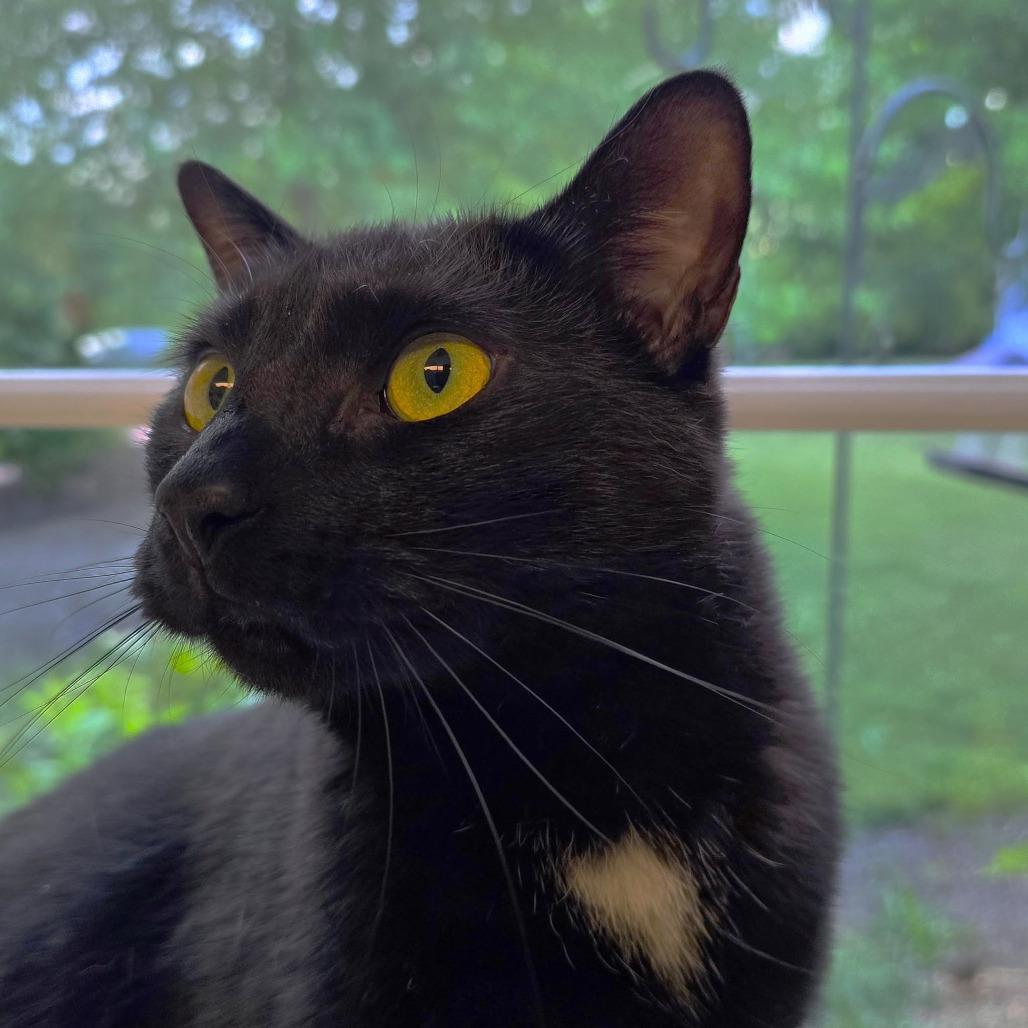 Batman, a Adoptable Domestic Short Hair in Columbia Station, OH image 5/5
