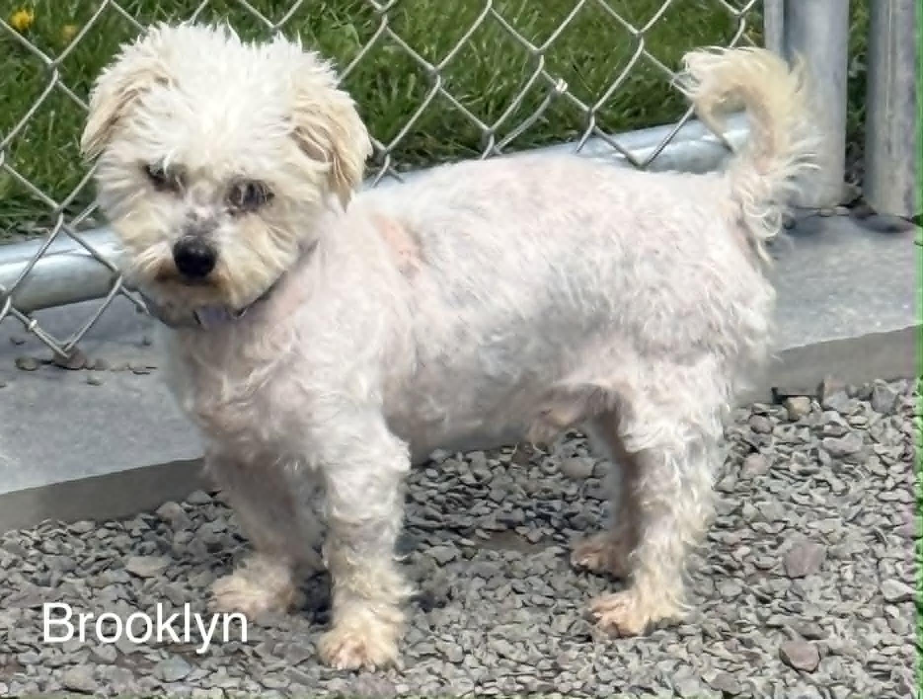 Enlarge Brooke, a Adoptable mixed breed in Hop Bottom, PA image 1/1