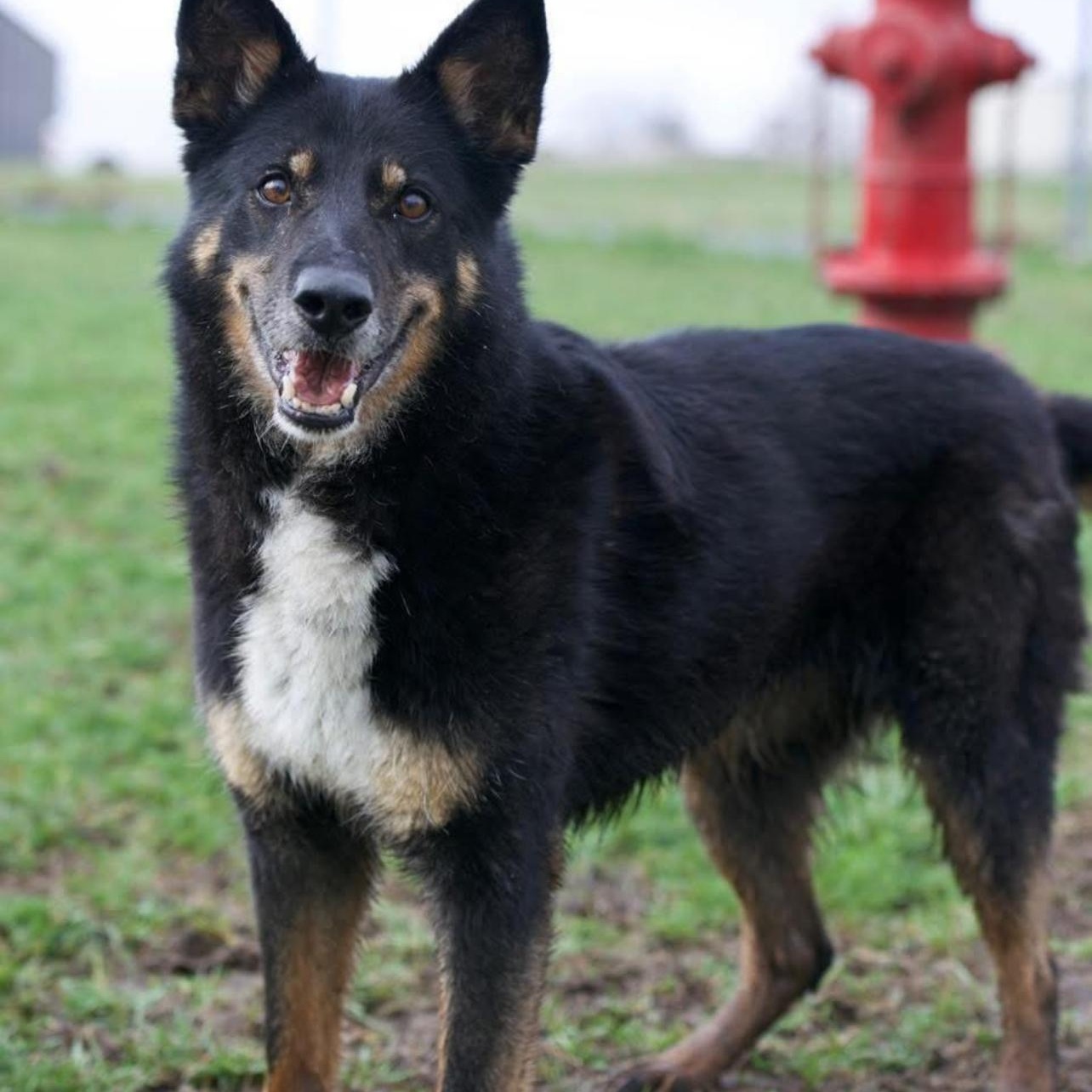 Luna, ADOPTABLE, Adult Female Shepherd & Cattle Dog.