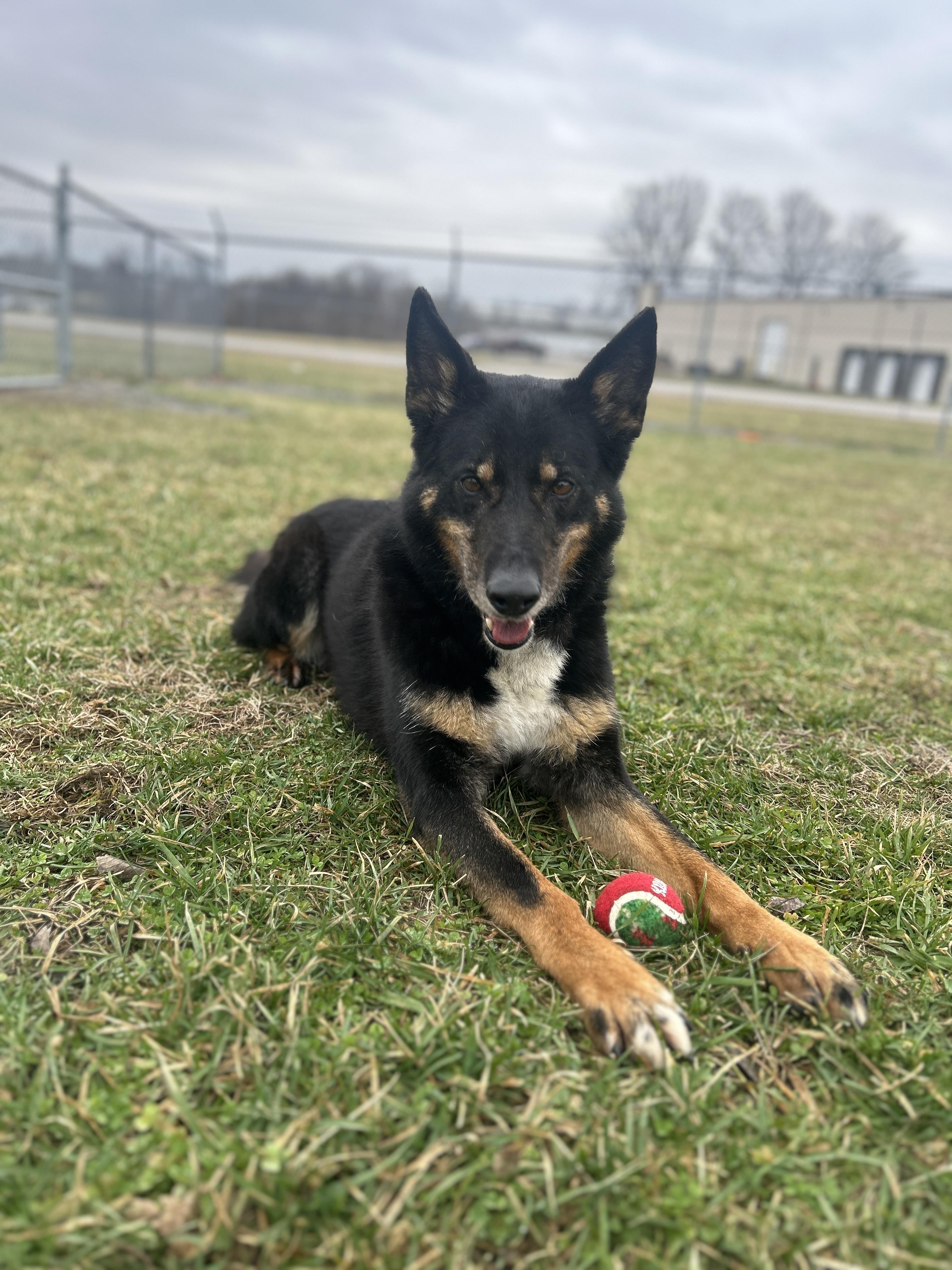 Enlarge Luna, a ADOPTABLE mixed breed in Mount Sterling, KY image 2/2