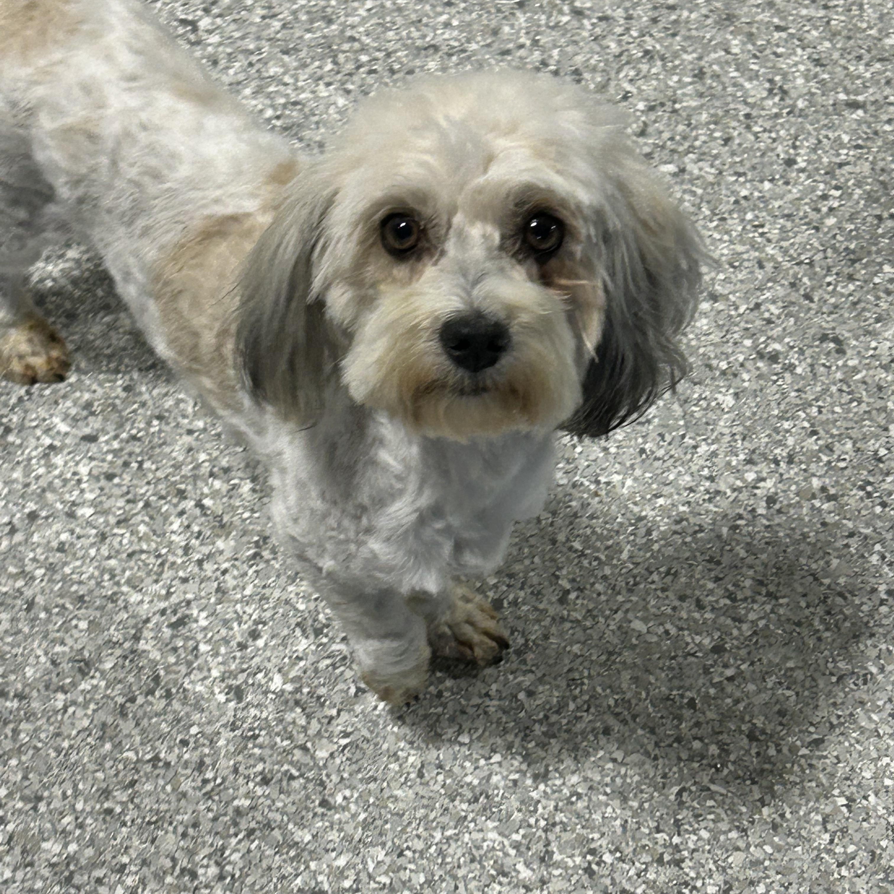 Enlarge Candy , a ADOPTABLE Havanese in Antwerp, OH image 2/4