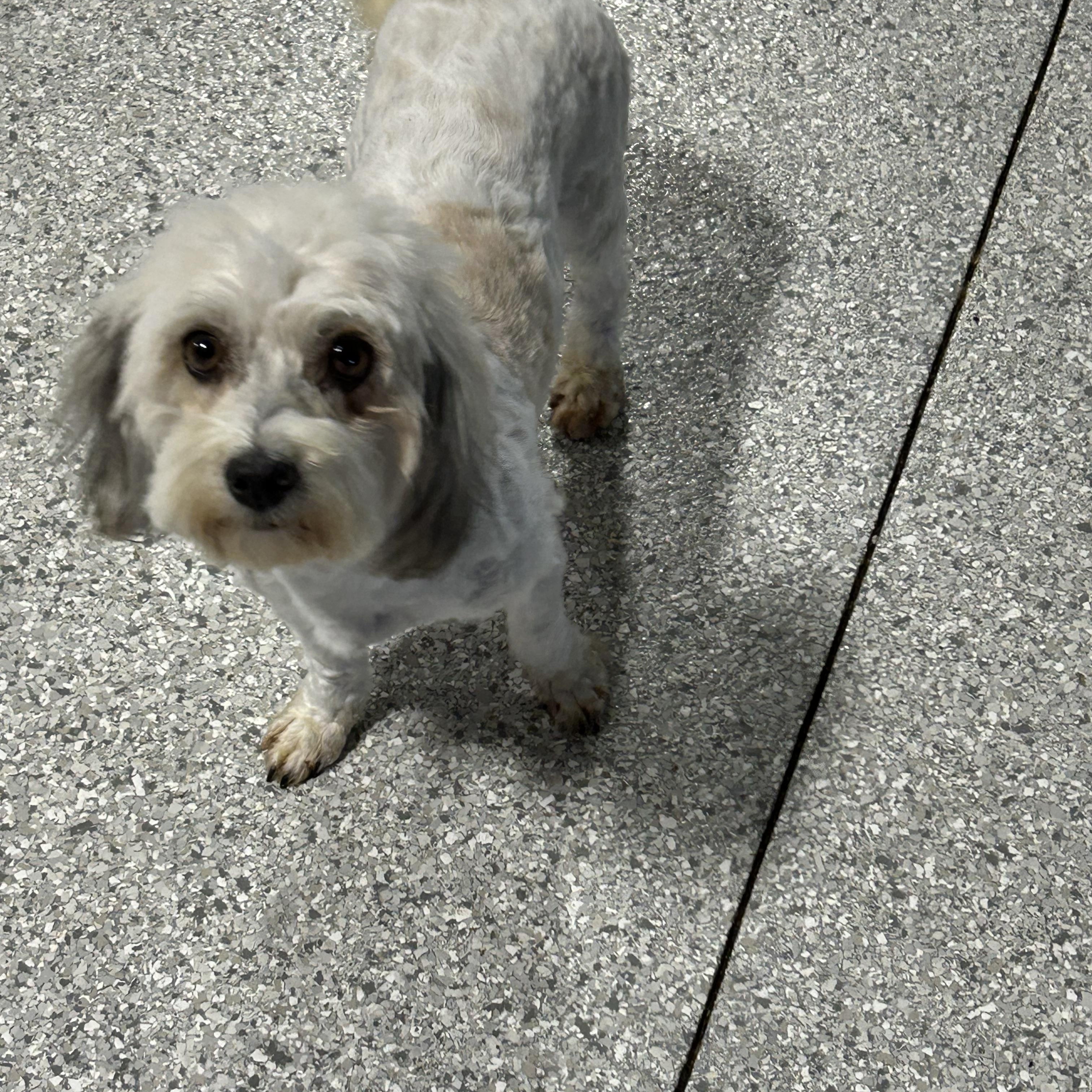 Candy , ADOPTABLE, Adult Female Havanese.