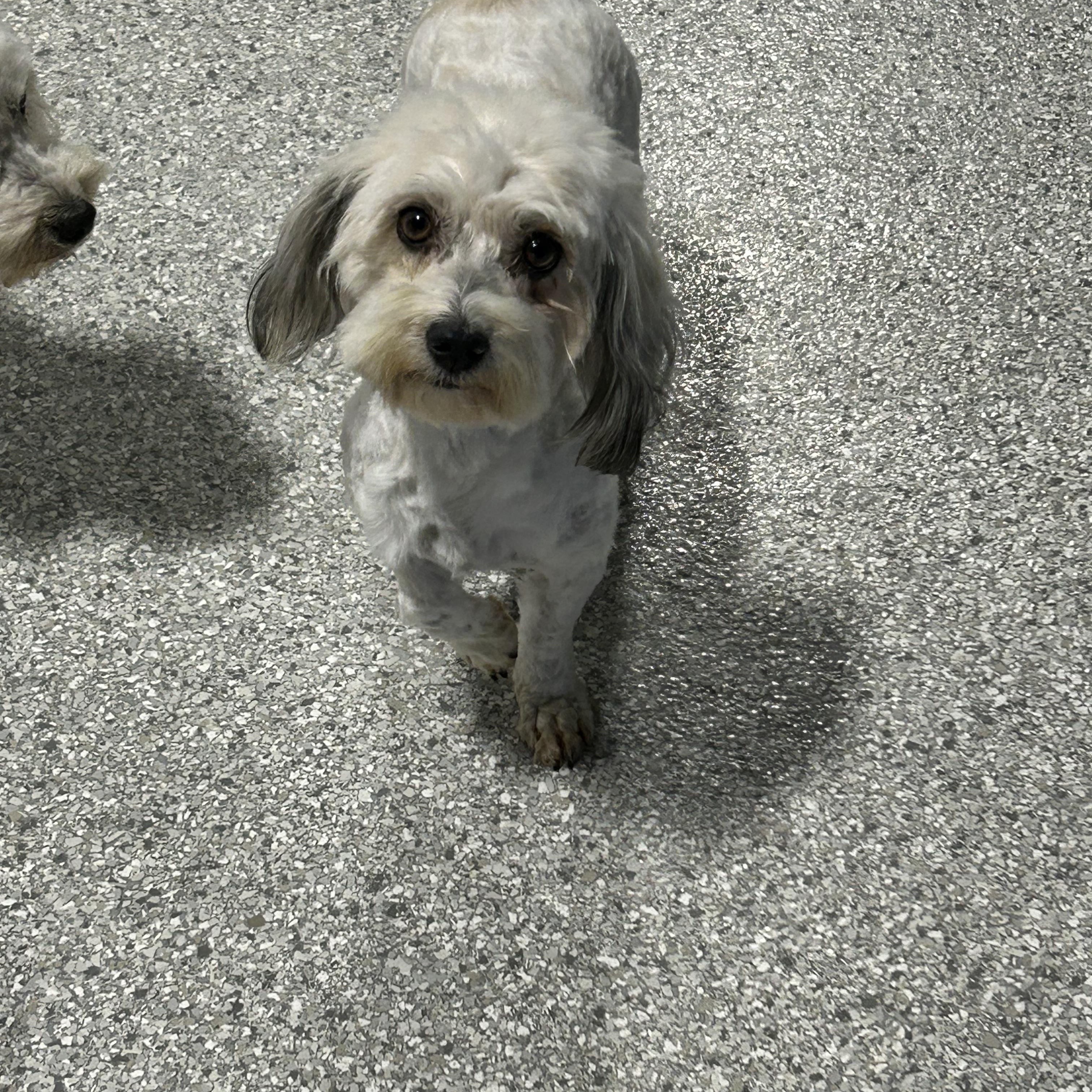 Enlarge Candy , a ADOPTABLE Havanese in Antwerp, OH image 4/4
