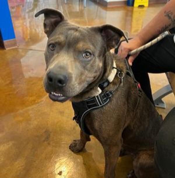 Xanti, Adoptable, Adult Male Pit Bull Terrier.