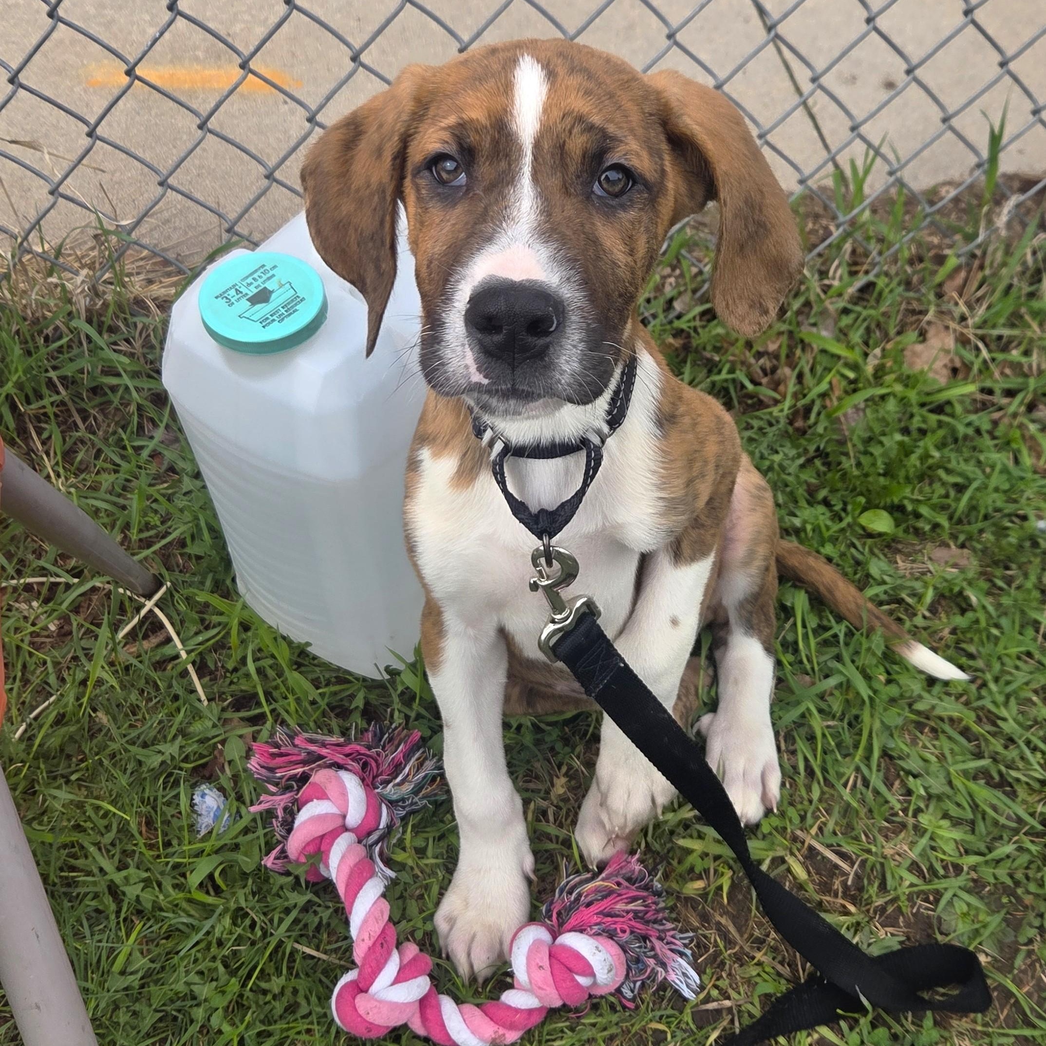 Enlarge Buster-Affectionate, smart, loving, a ADOPTABLE mixed breed in Oshkosh, WI image 2/4