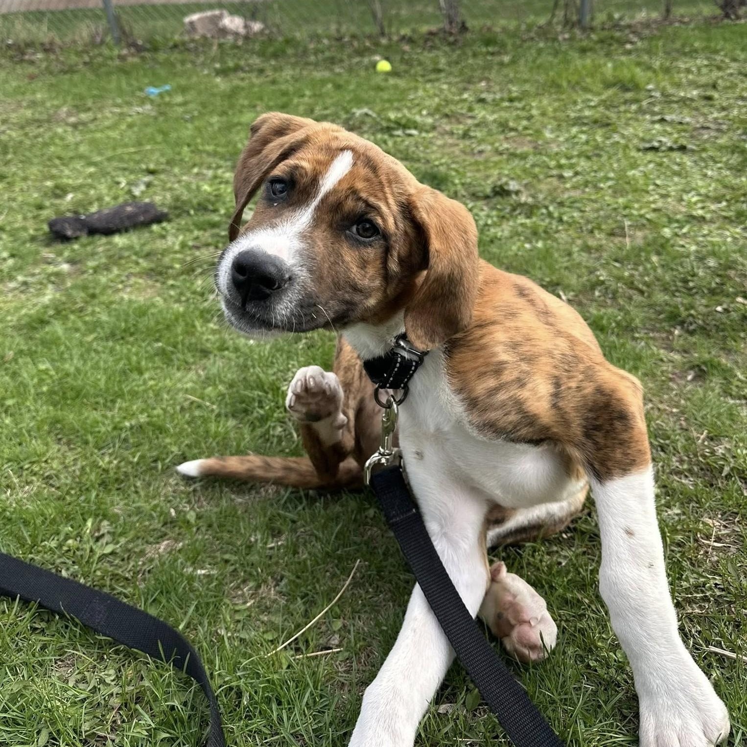 Enlarge Buster-Affectionate, smart, loving, a ADOPTABLE mixed breed in Oshkosh, WI image 3/4