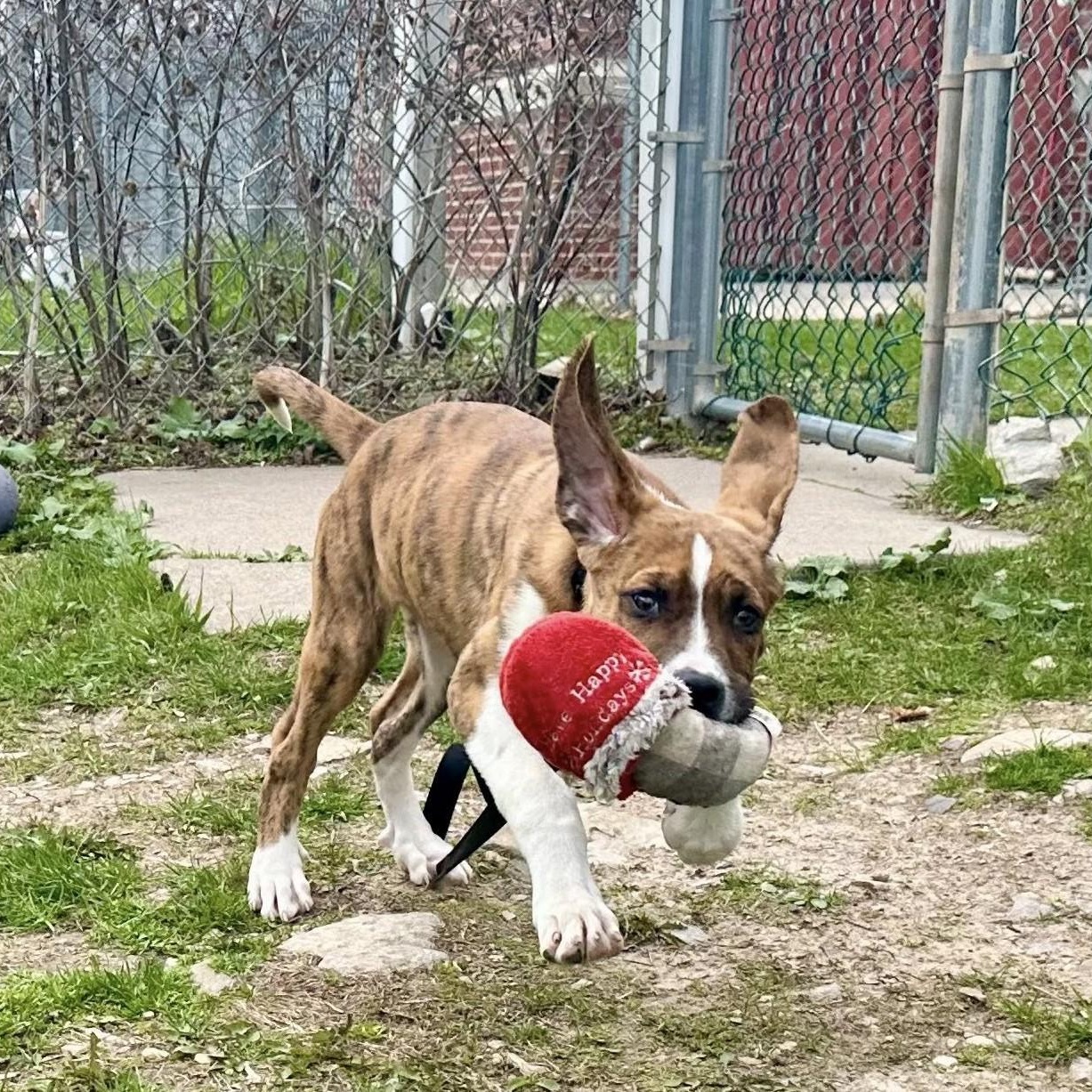 Enlarge Buster-Affectionate, smart, loving, a ADOPTABLE mixed breed in Oshkosh, WI image 4/4
