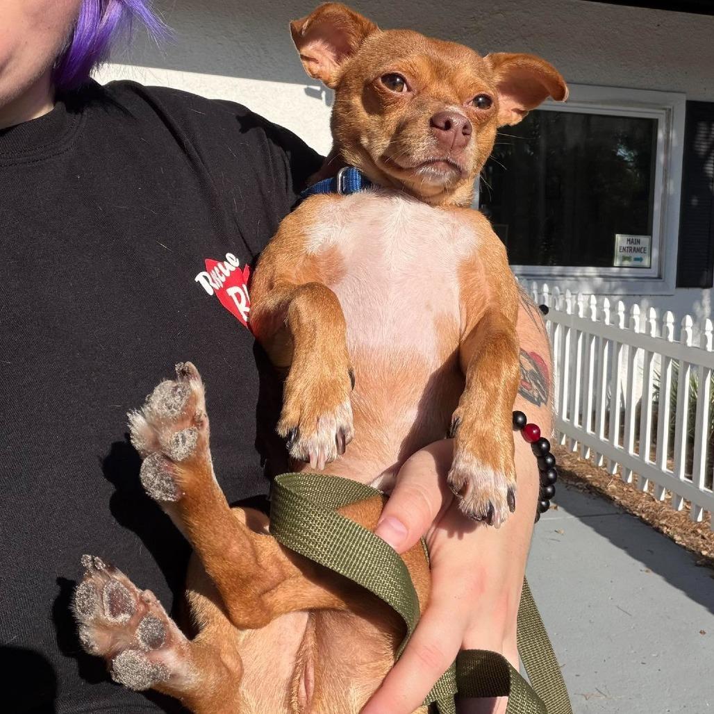 Enlarge Mort, a Adoptable Chihuahua in Seminole, FL image 1/4