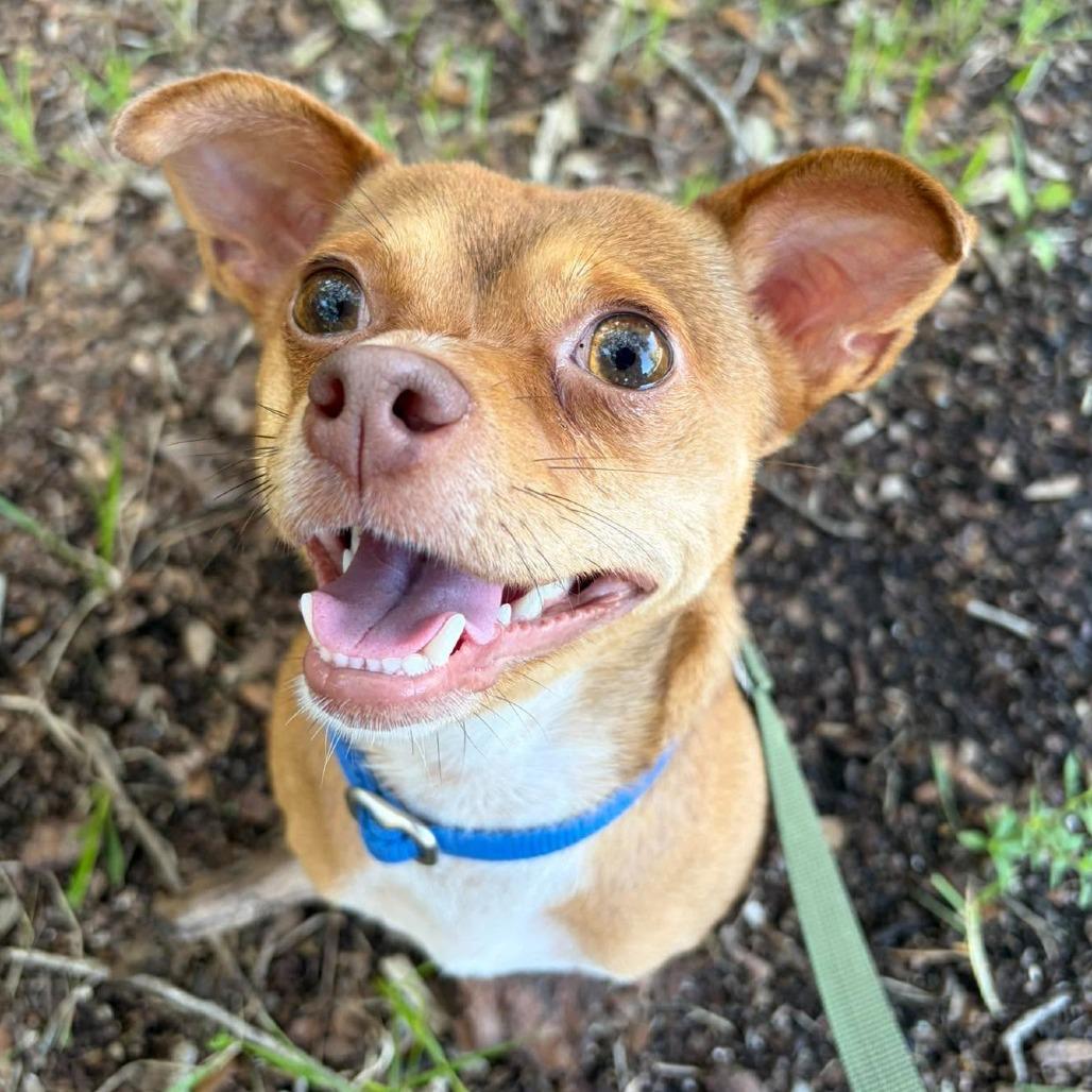 Enlarge Mort, a Adoptable Chihuahua in Seminole, FL image 2/4