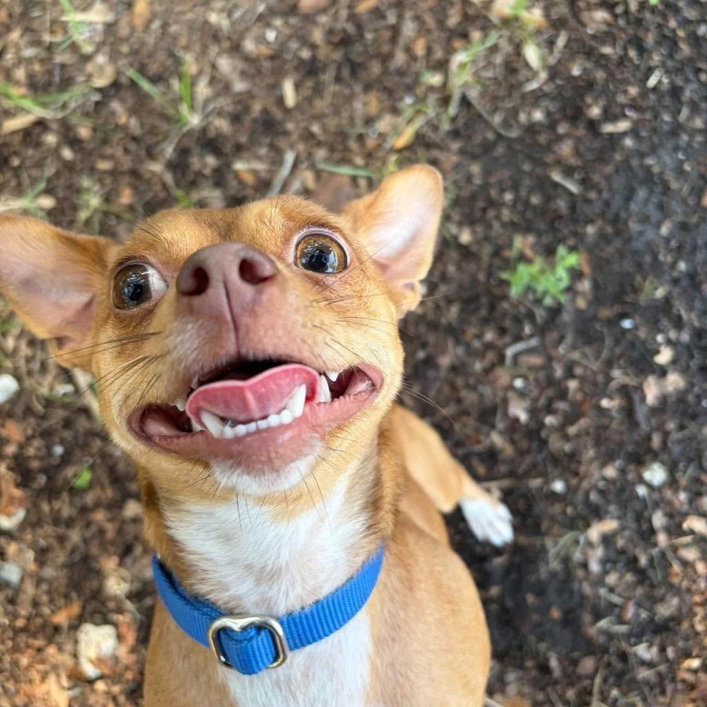 Enlarge Mort, a Adoptable Chihuahua in Seminole, FL image 3/4