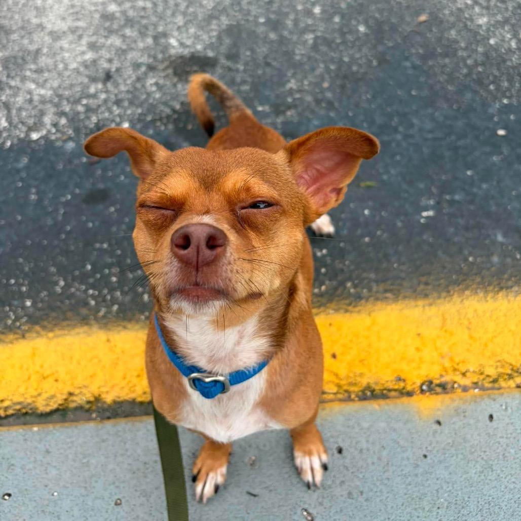 Enlarge Mort, a Adoptable Chihuahua in Seminole, FL image 4/4