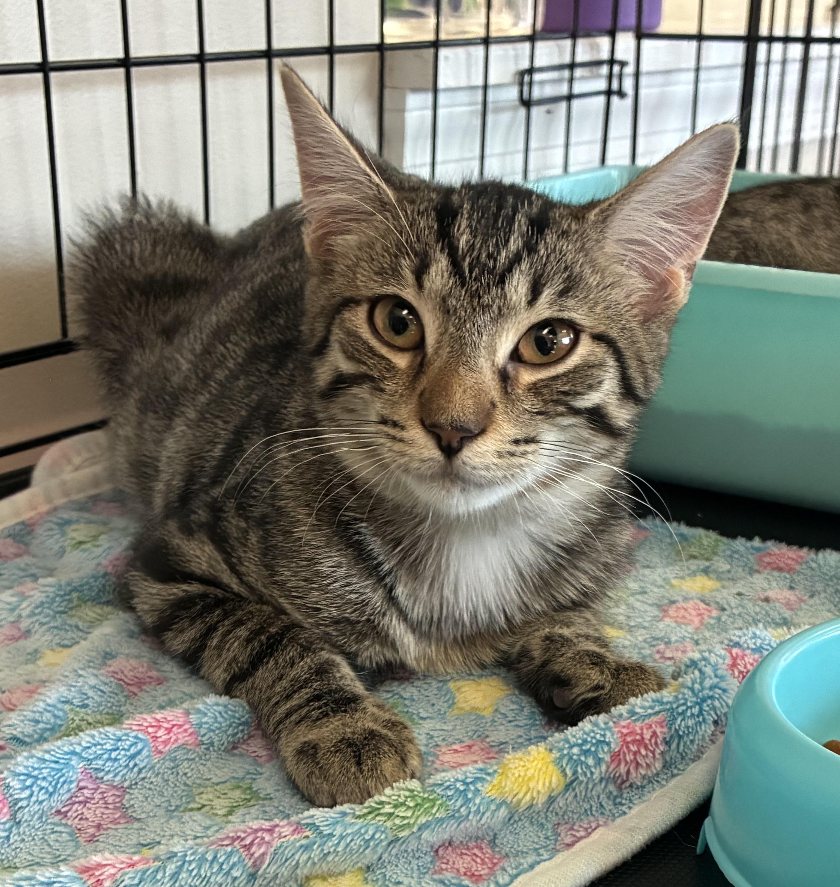 Enlarge Apple Tea, a Adoptable Domestic Short Hair in Breinigsville, PA image 1/2
