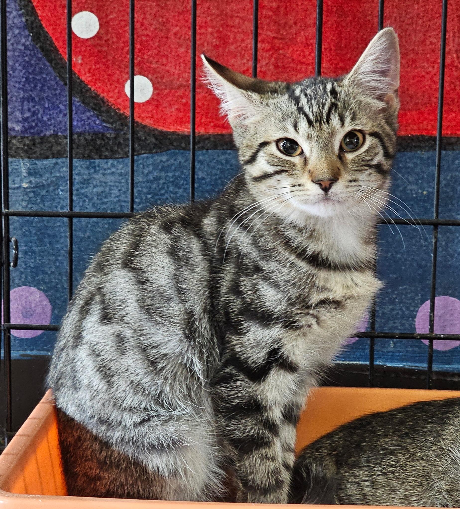 Enlarge Apple Tea, a ADOPTABLE Domestic Short Hair in Breinigsville, PA image 1/1