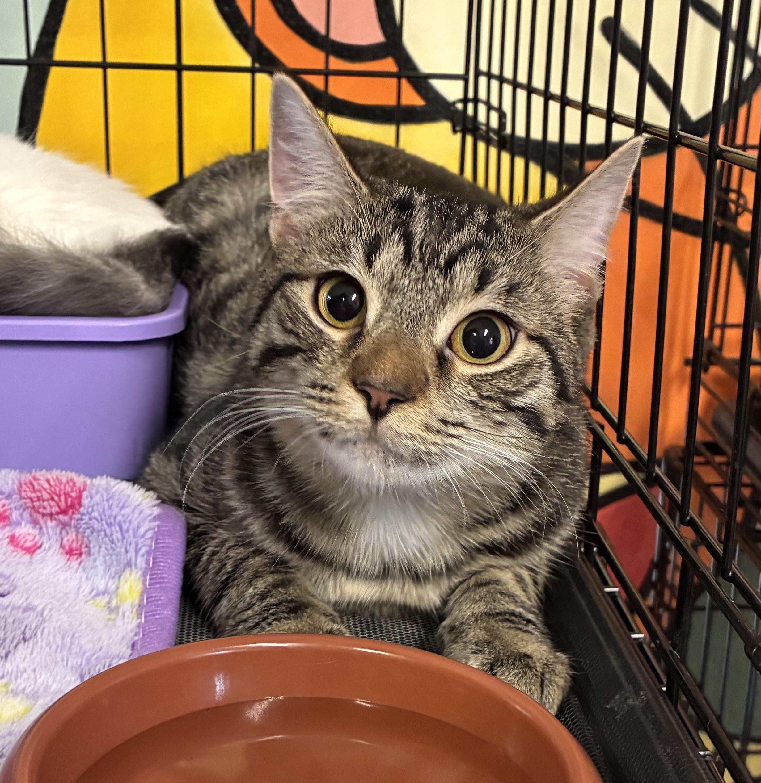 Enlarge Apple Tea, a Adoptable Domestic Short Hair in Breinigsville, PA image 1/2