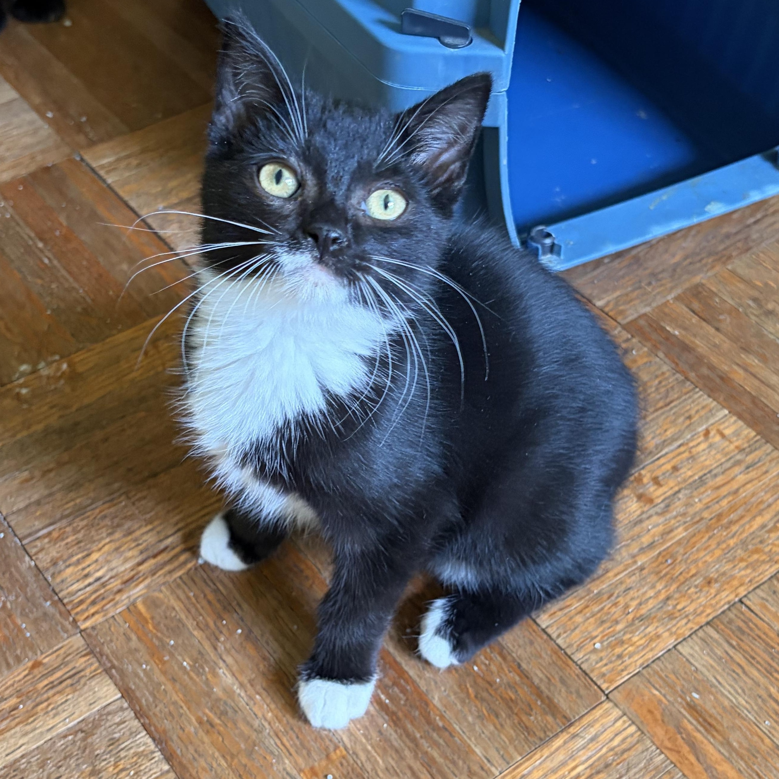 Louie, a Adoptable Domestic Short Hair in Avon, NY image 2/2