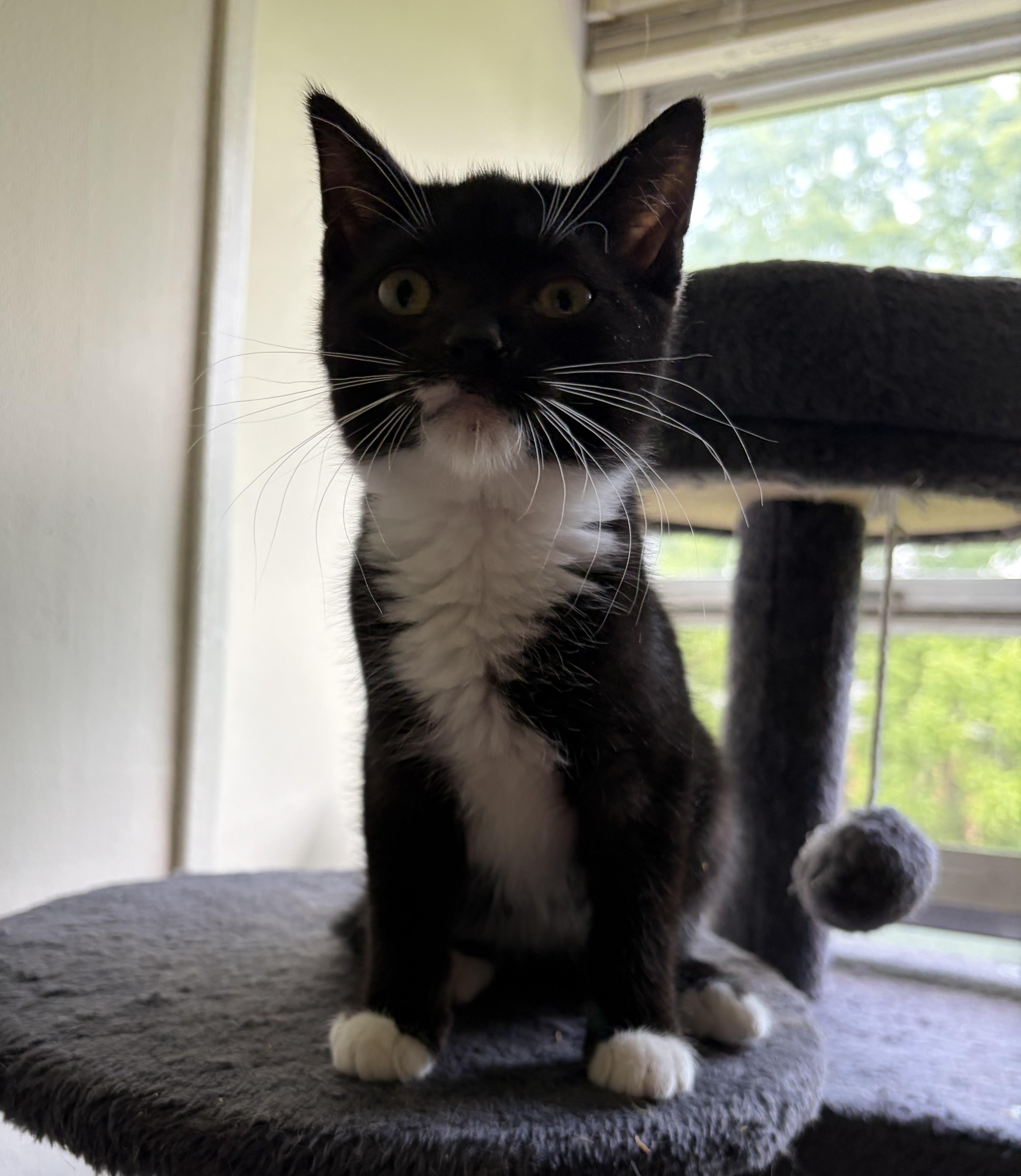 Louie, a Adoptable Domestic Short Hair in Avon, NY image 1/2