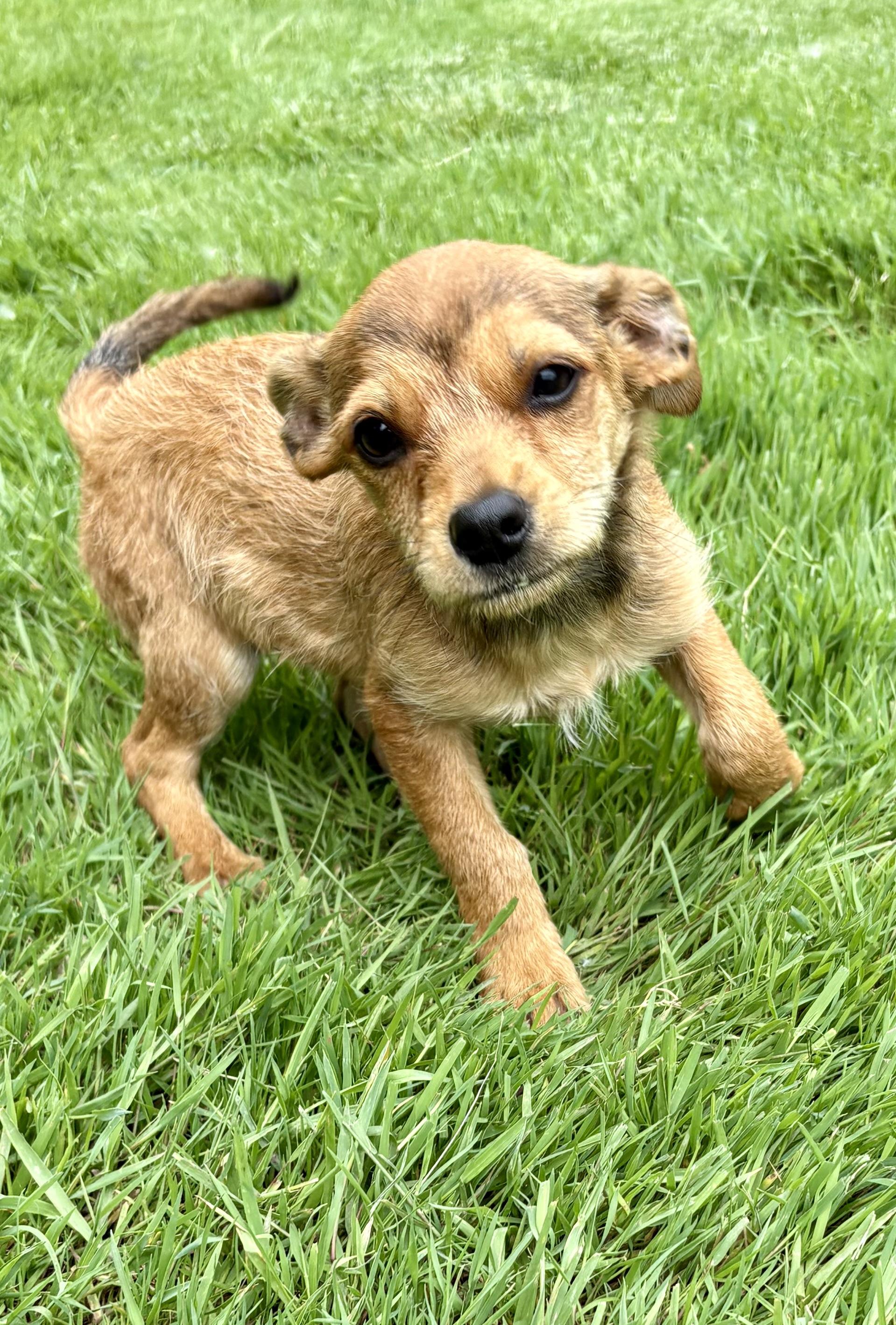 Jax, a ADOPTABLE mixed breed in Chesterfield, MI image 4/6