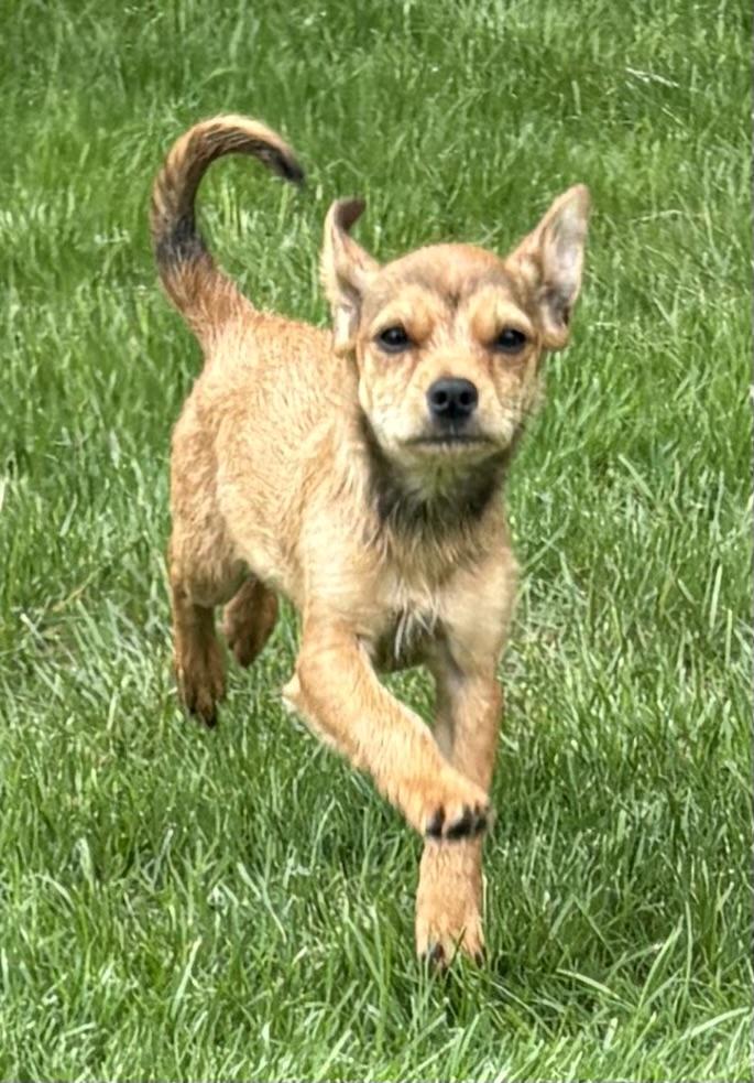 Jax, a ADOPTABLE mixed breed in Chesterfield, MI image 3/6