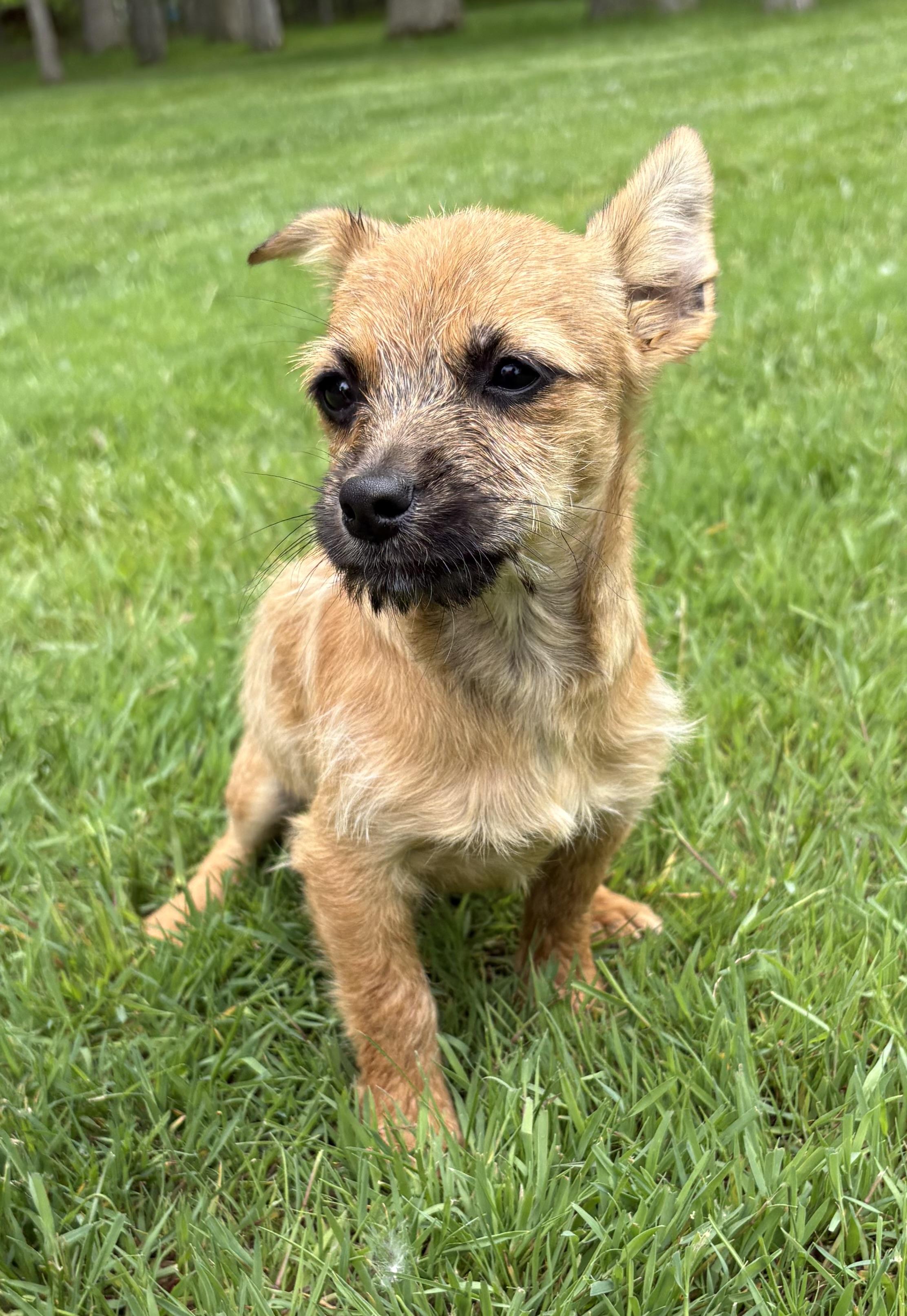 Jax, a ADOPTABLE mixed breed in Chesterfield, MI image 2/6