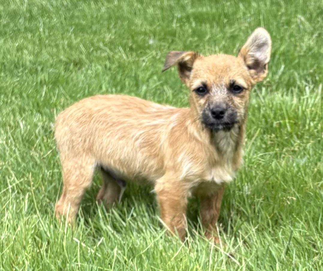 Jax, a ADOPTABLE mixed breed in Chesterfield, MI image 1/6