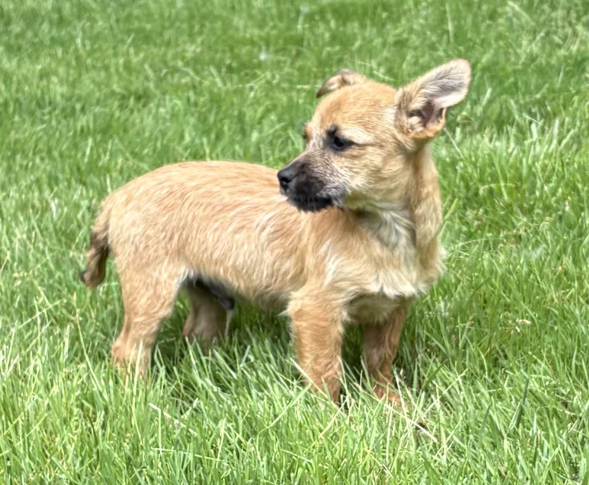 Jax, a ADOPTABLE mixed breed in Chesterfield, MI image 5/6