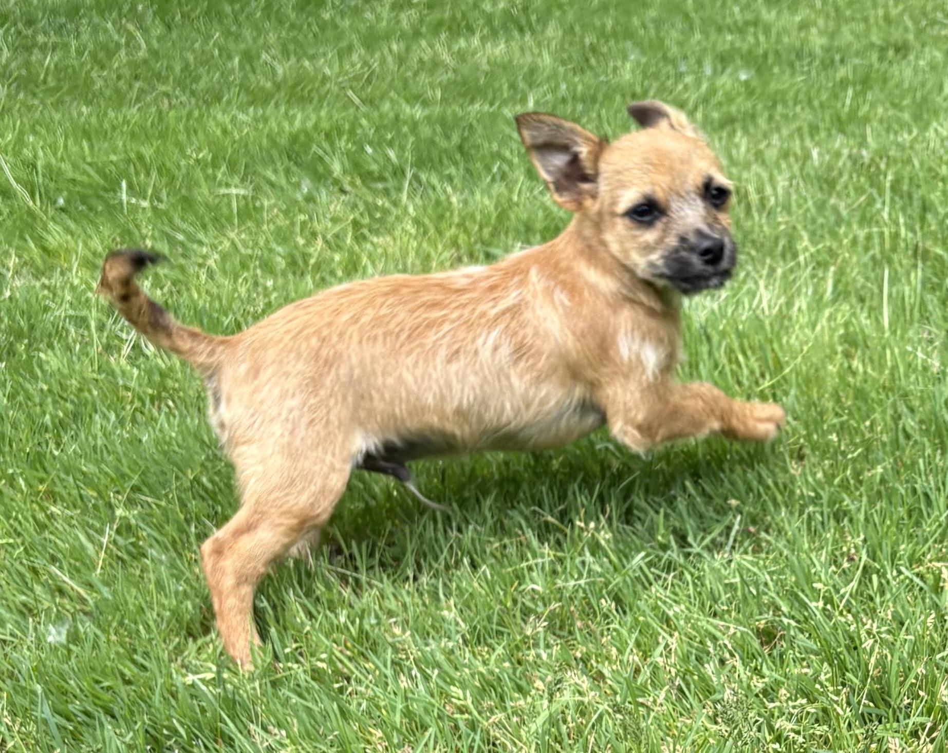 Jax, a ADOPTABLE mixed breed in Chesterfield, MI image 6/6